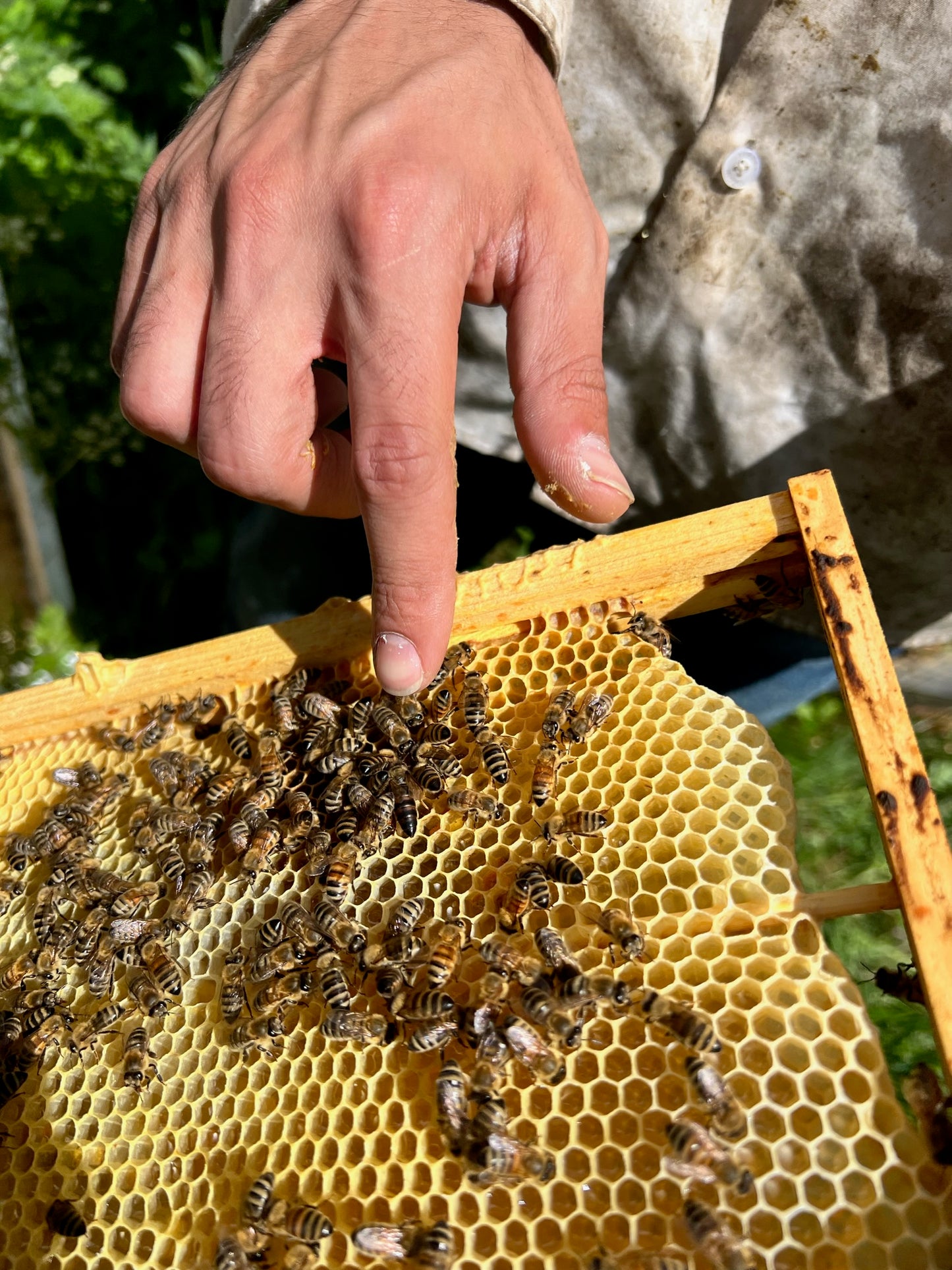 Introduction to Beekeeping Course