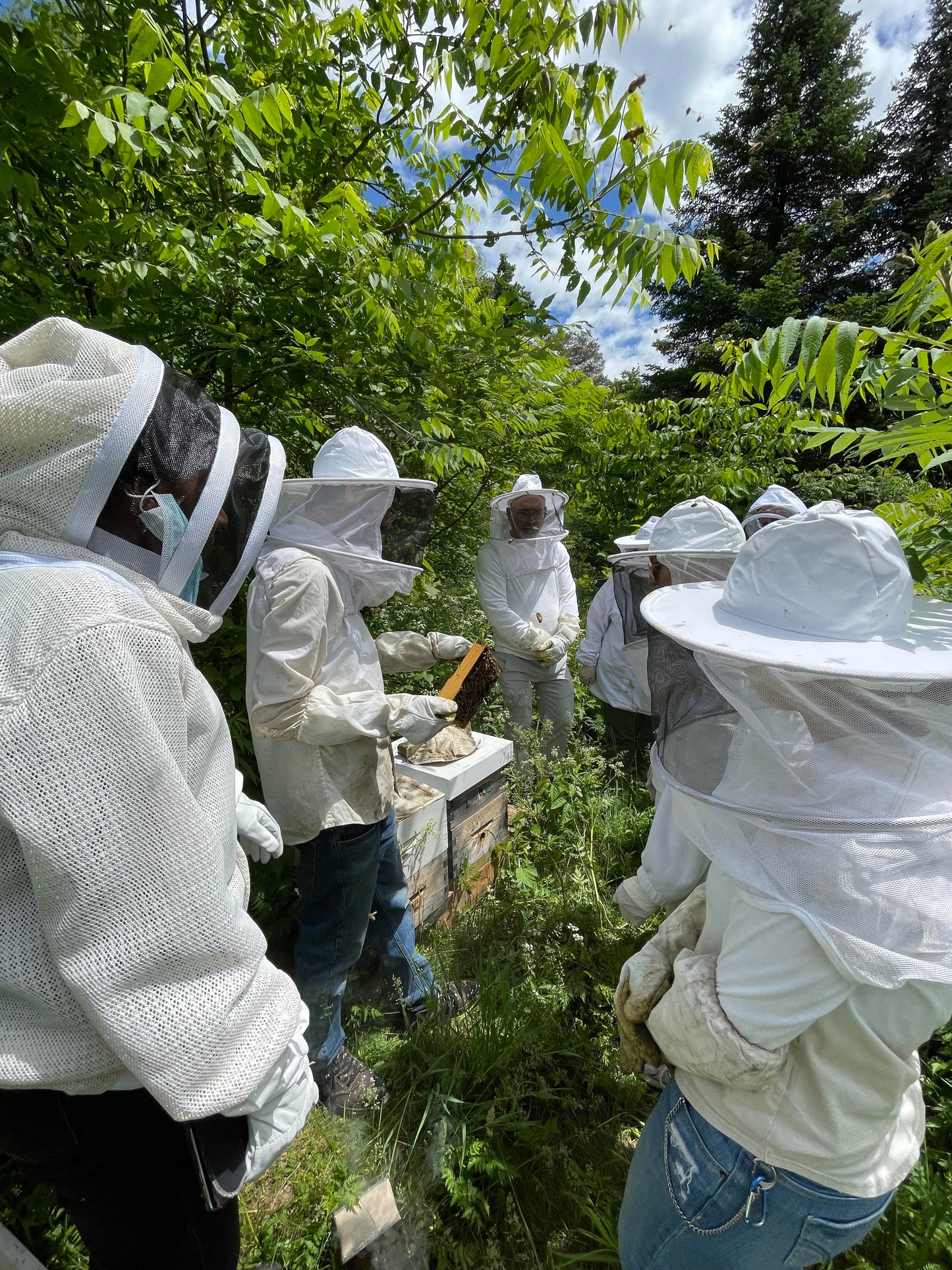 Introduction à l'apiculture 2024